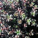 Sedum album 'Nigra'