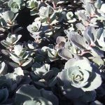 Sedum cauticola 'Bertram Anderson'
