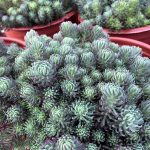 Sedum fosterianum 'Oracle'