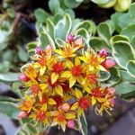Sedum kamtschaticum 'Variegatum'