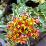 Sedum kamtschaticum