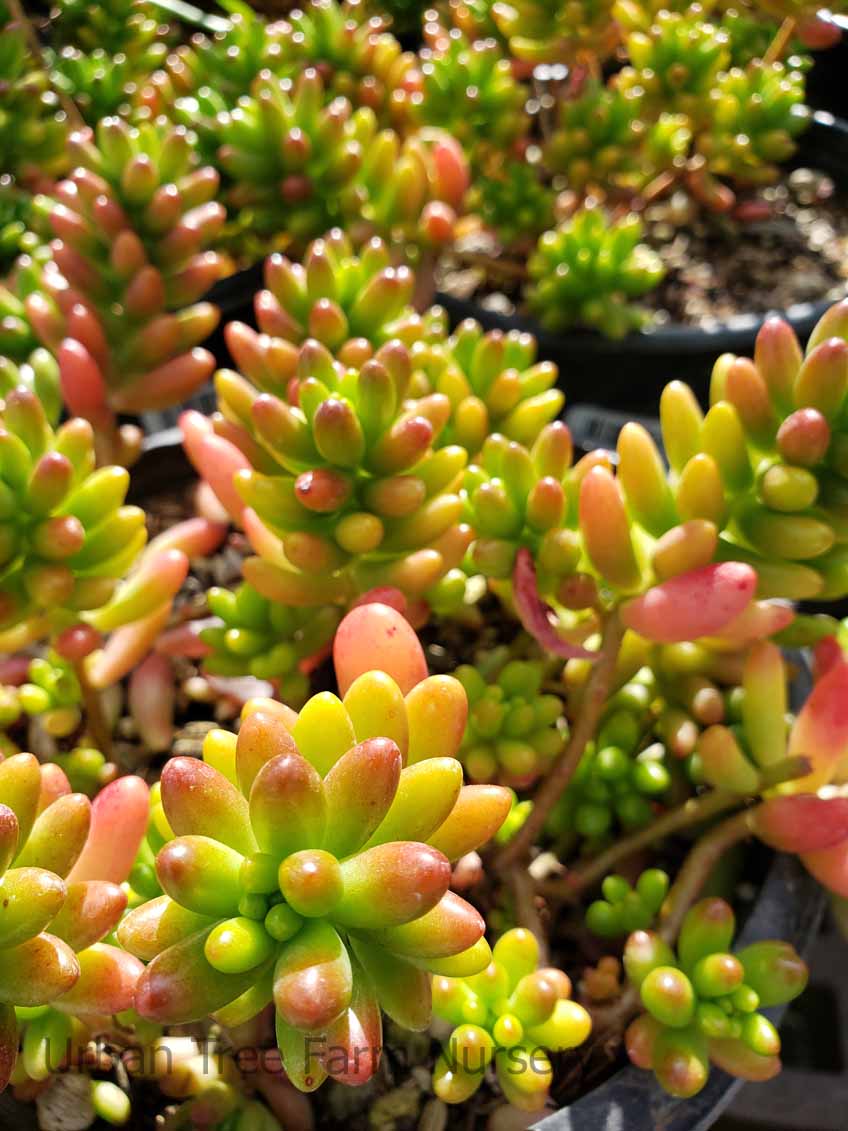 Sedum-rubrotinctum-Pork-and-Beans-a Sedum rubrotinctum 'Pork and Beans' - Image 1