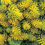 Sedum rupestre 'Angelina'