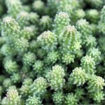 Sedum sexangulare 'Colfax'