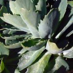 Sedum spectabile 'Brilliant'