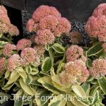 Sedum spectabile 'Frosted Fire'