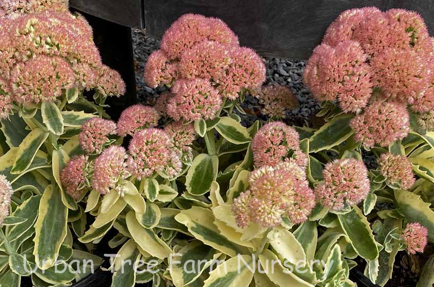 Sedum-spectabile-Frosted-Fire-a Sedum spectabile 'Frosted Fire' - Image 1