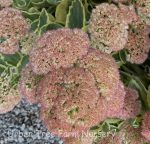 Sedum spectabile 'Frosted Fire' - Image 2
