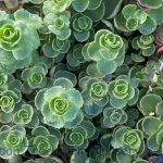 Sedum spurium 'Dragon's Blood'