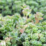 Sedum spurium 'John Creech'