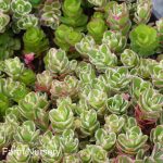 Sedum spurium 'Tricolor'