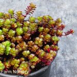 Sedum spurium 'Voodoo'