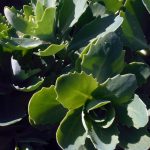 Sedum telephium 'Autumn Joy'