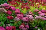 Sedum telephium 'Birthday Party'