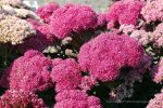 Sedum telephium 'Birthday Party' - Image 2