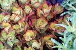 Sedum telephium 'Birthday Party' - Image 3