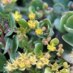 Sedum tetractinum