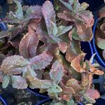 Sedum x 'Banana Split'