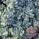 Sedum x 'Steel the Show'