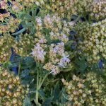 Sedum x 'Thundercloud'