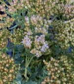 Sedum x 'Thundercloud'