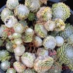 Sempervivum arachnoideum 'Cobweb Buttons' - Image 2