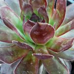 Sempervivum tectorum 'Black'