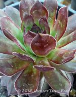 Sempervivum tectorum 'Black'