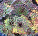 Sempervivum tectorum 'Black' - Image 2