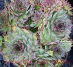 Sempervivum tectorum 'Black' - Image 3