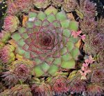 Sempervivum tectorum 'Bronco'
