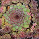 Sempervivum tectorum 'Bronco'