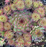 Sempervivum tectorum 'Bronco' - Image 2
