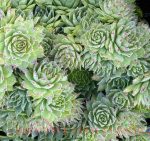Sempervivum tectorum 'Carmen'