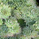 Sempervivum tectorum 'Carmen'