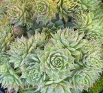 Sempervivum tectorum 'Carmen' - Image 2