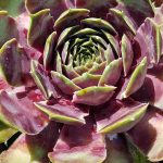 Sempervivum tectorum 'Commander Hay'