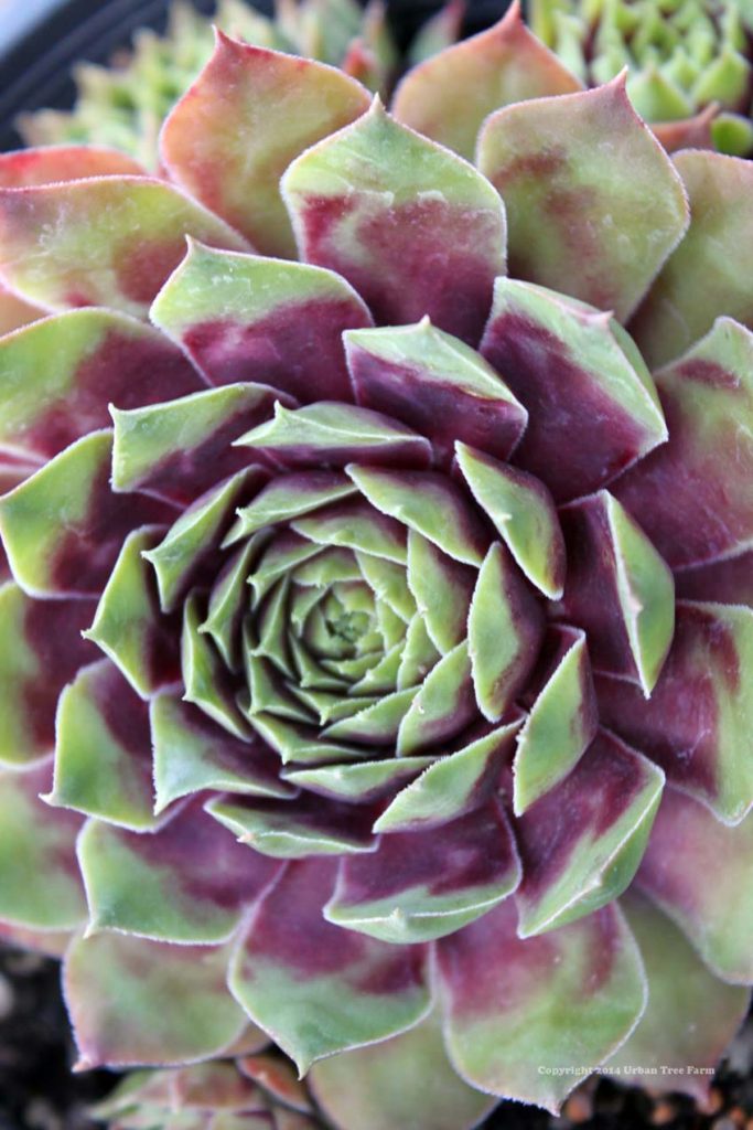 Sempervivum tectorum 'Commander Hay' | Urban Tree Farm Nursery