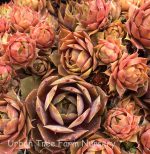 Sempervivum tectorum 'Desert Bloom' - Image 2