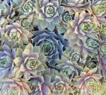 Sempervivum tectorum 'Desert Bloom' - Image 3