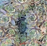 Sempervivum tectorum 'Desert Bloom' - Image 4