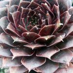 Sempervivum tectorum 'Firebird'