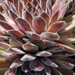 Sempervivum tectorum 'Flamingo'