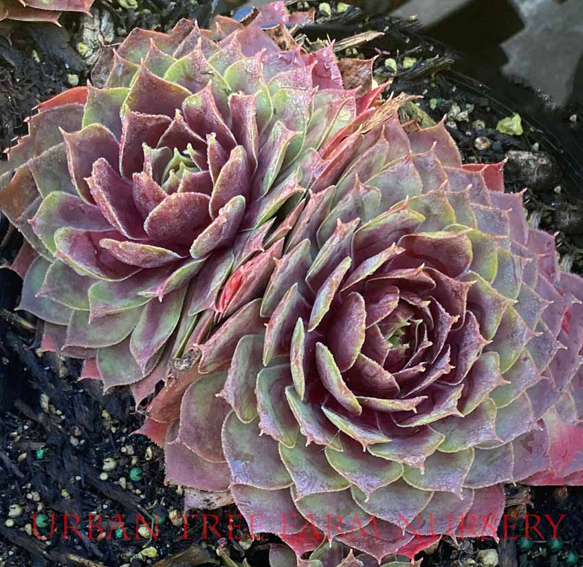 Sempervivum-tectorum-Fuego-a Sempervivum tectorum 'Fuego' - Image 1
