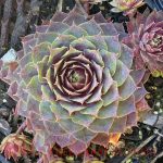Sempervivum tectorum 'Fuego' - Image 2