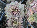 Sempervivum tectorum 'Fuego' - Image 3