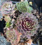 Sempervivum tectorum 'Fuego' - Image 4
