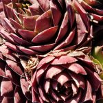 Sempervivum tectorum 'Jungle Shadows'