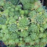 Sempervivum tectorum 'Kalinda'