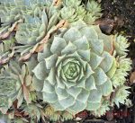 Sempervivum tectorum 'Lilac Time'